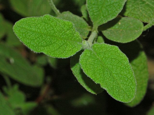 Cistus salvifolius / Cisto femmina